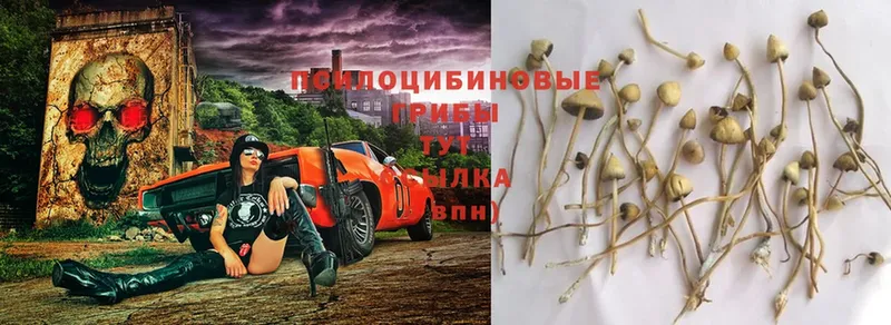 Галлюциногенные грибы Cubensis  гидра ONION  Новосиль 